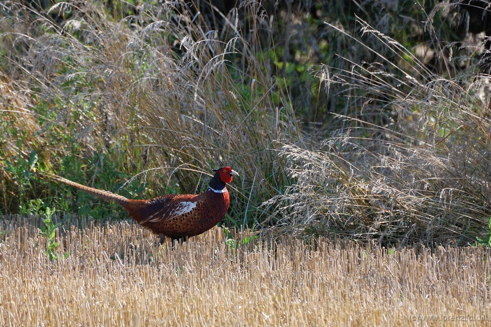 Fasianus Colchicus (Fagiano).jpg